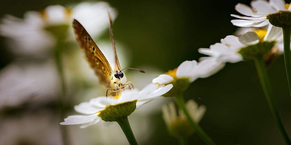 природа, макро, цветы, матрикария, насекомое, бабочка, Неля Рачкова
