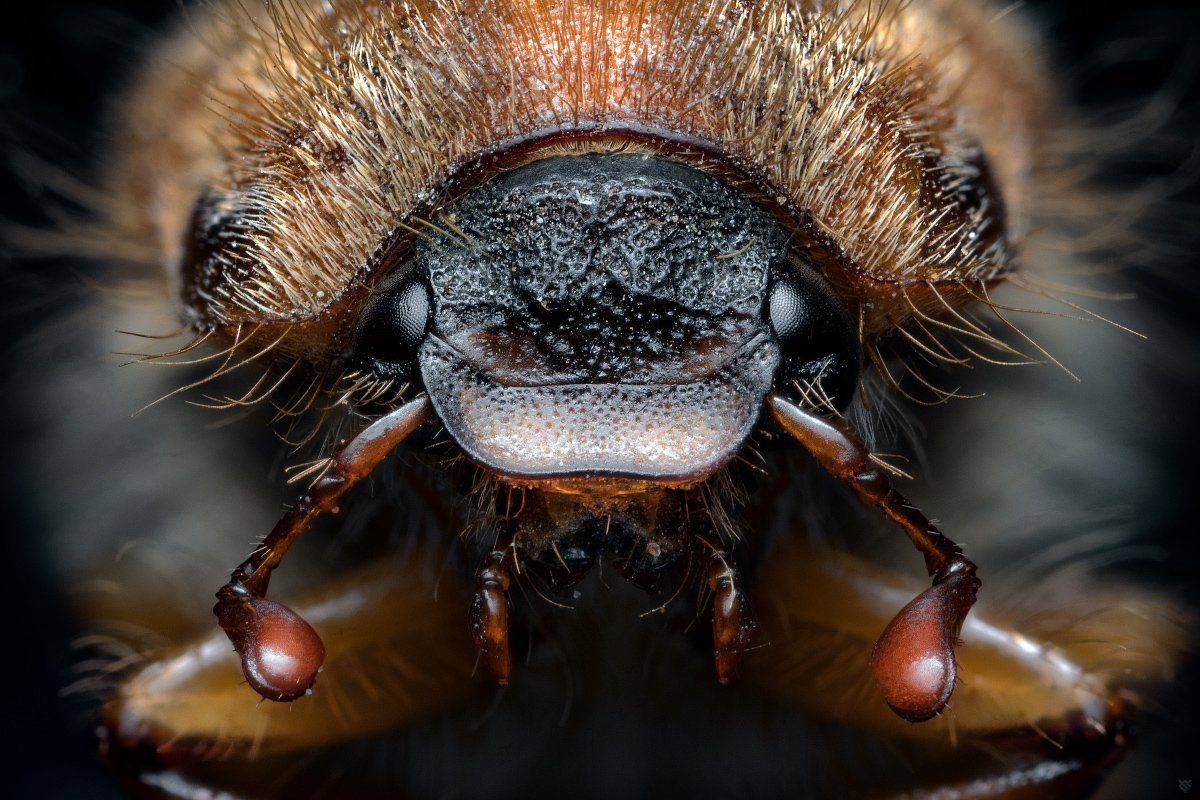 Cockchafer, may bug, doodlebug, macro, Wojciech Grzanka