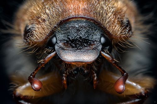 Cockchafer