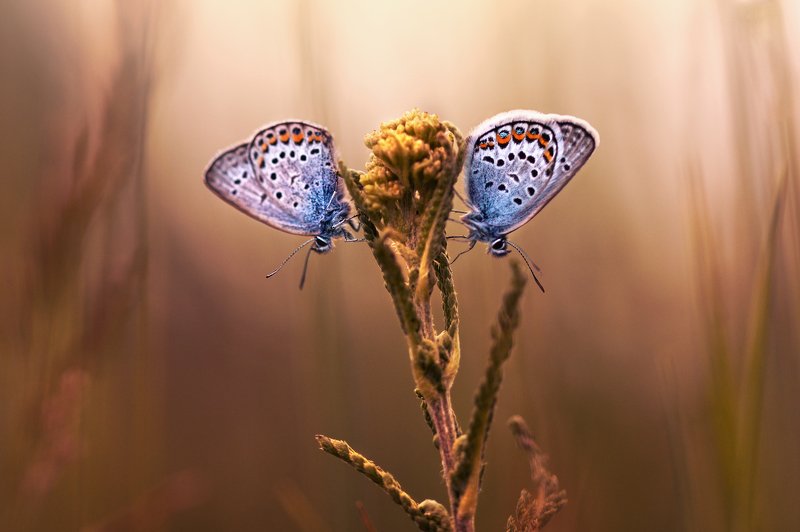 бабочки, вечер, природа, насекомые, макро, красотка Парочка фото превью