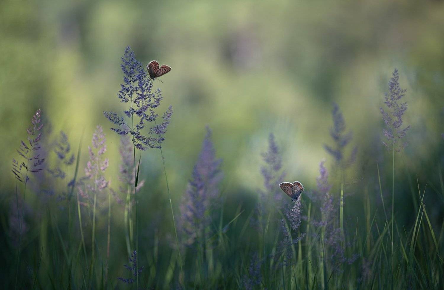 , Баранов Олег