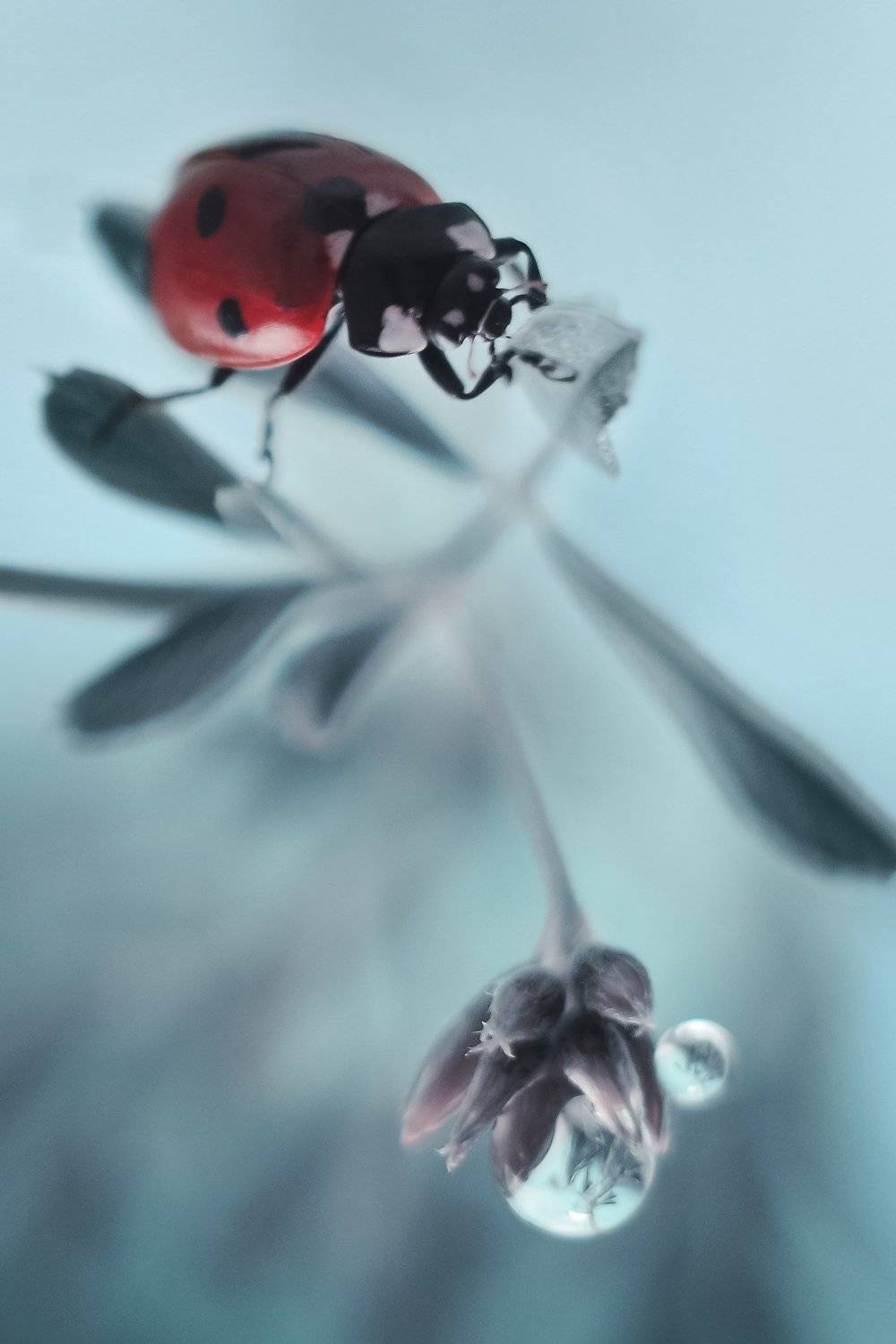 , Воинкова Ирина