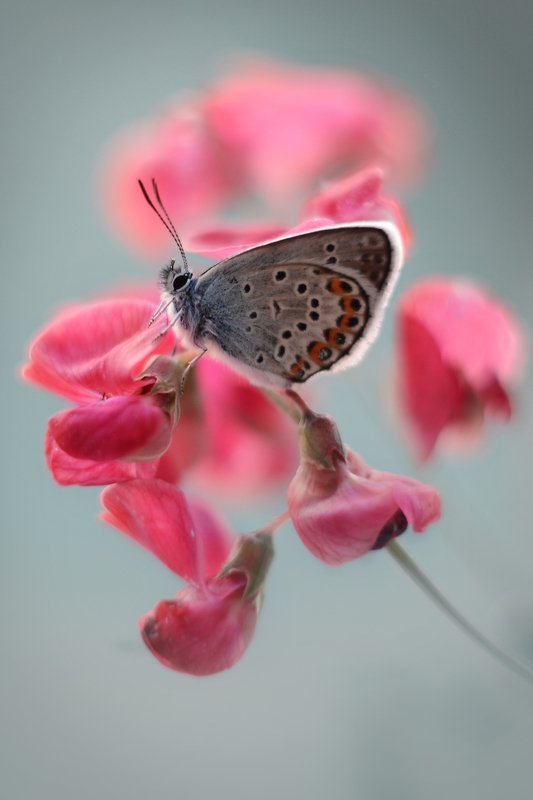 Голубянка фото превью