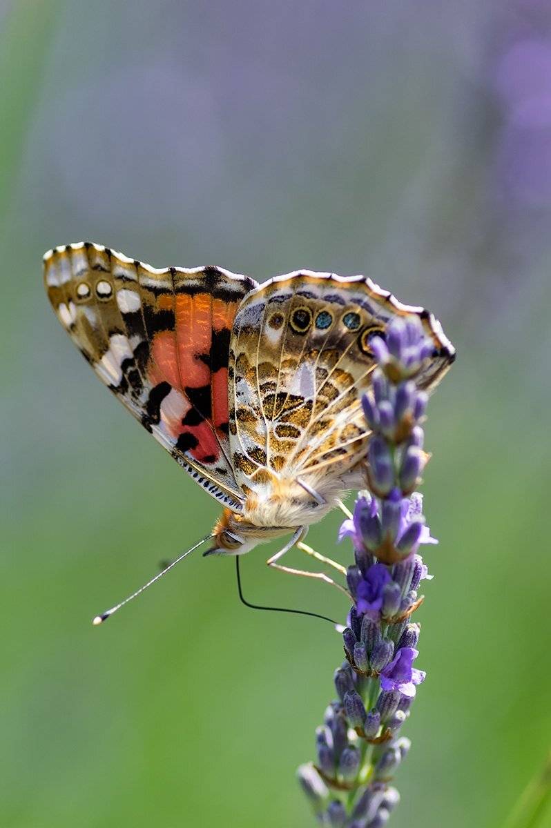 , Александр Земляной