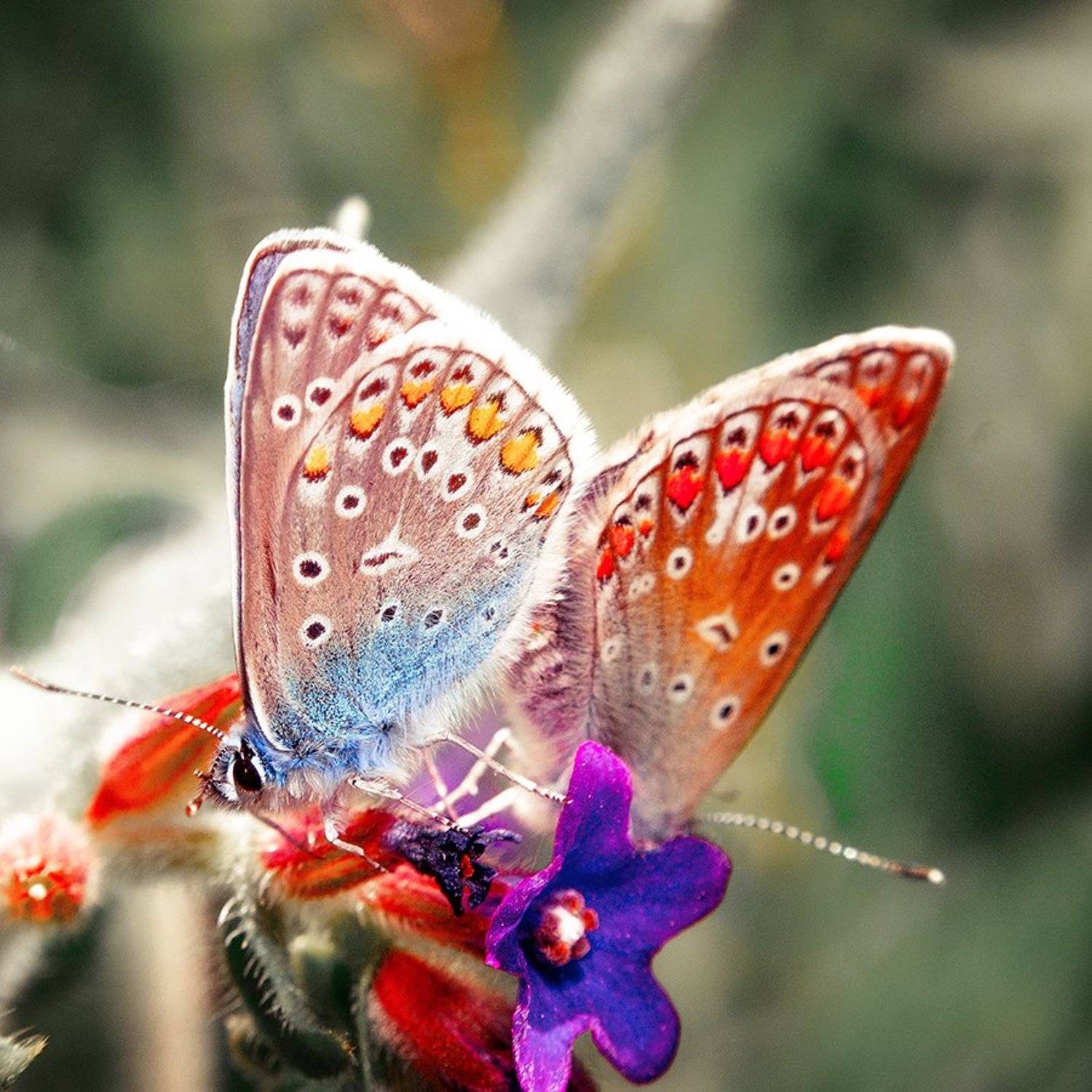 , Иван Манкевич