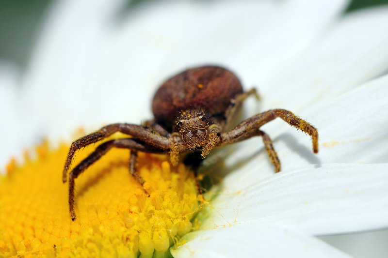 пауки, бокоходы, охота, арахниды, членистоногие, паукообразные, spiders, arthropoda, arachnida, hunting Запудрили мозги по самые ноги... фото превью