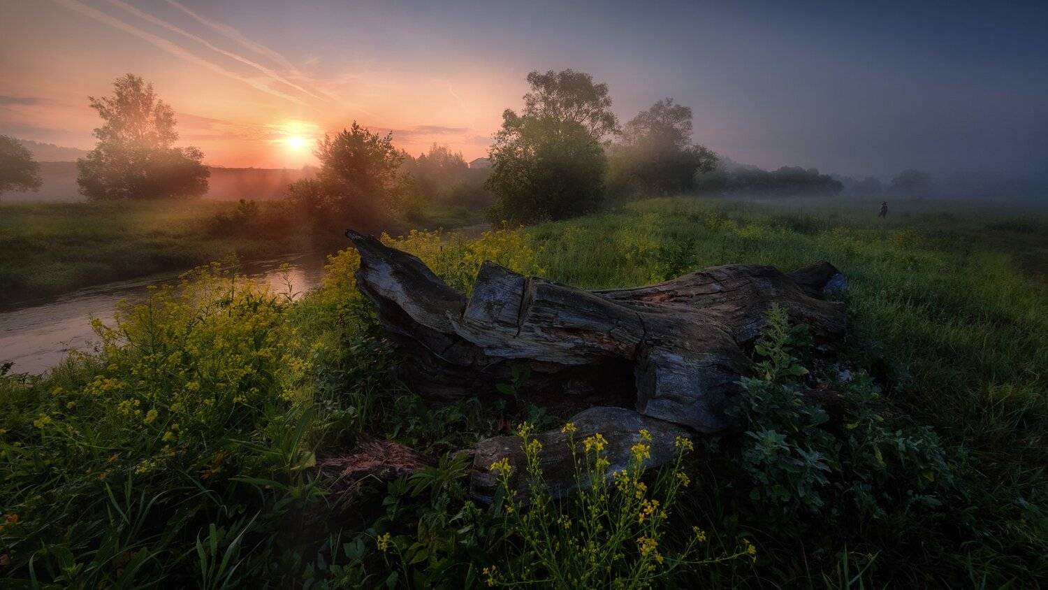 истра, река, коряга, пейзаж, рассвет, небо, следы, трассы, дерево, цветы, туман, утро, Андрей Чиж