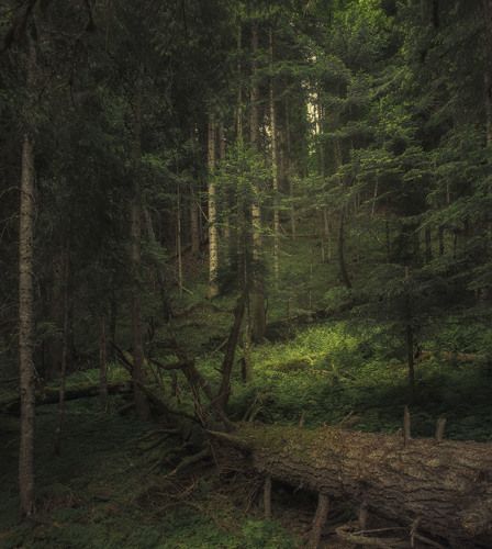 Тебердинский заповедник