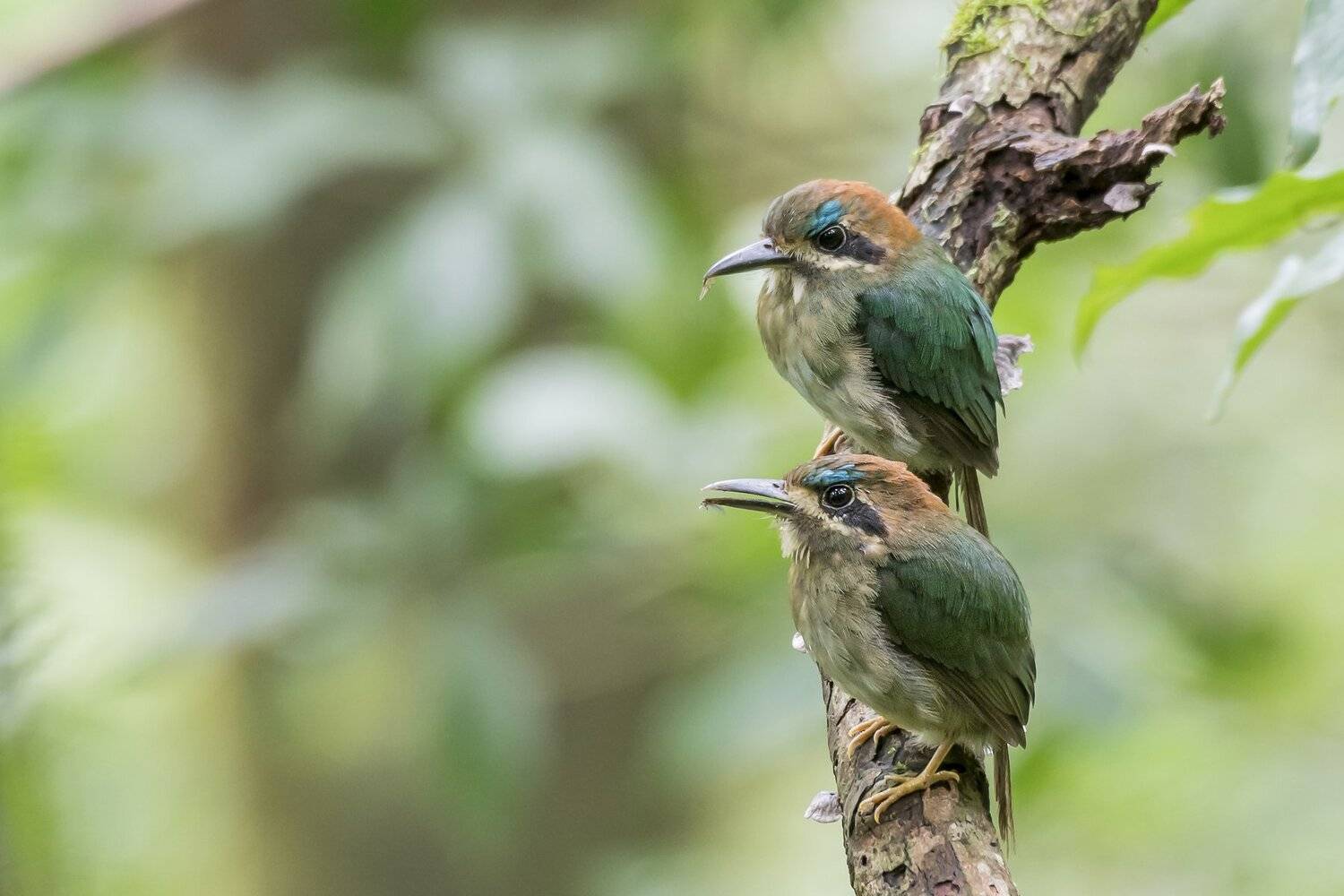 , Fernando Burgalin Sequeira