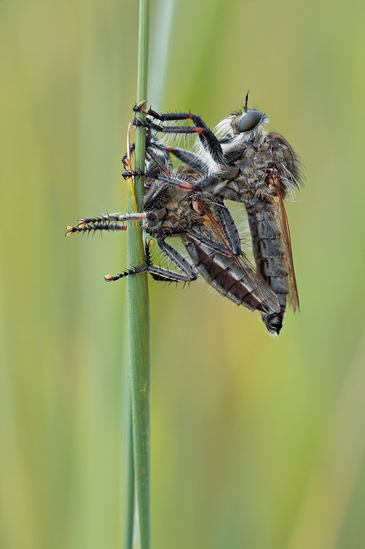 жук,лапы,глаза,свет,блик,солнце,песок Ктырь фото превью