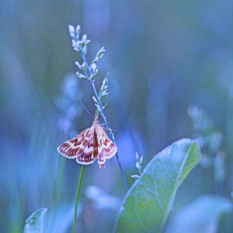 moment, момент, beautiful, красивый, helios-44m, manual lens, мануальная оптика, nature, природа, wildlife, живая, spikelets, колоски, meadow, луг, insect, насекомое, moth, мотылек, summer, лето, Дышит прохладой летнее утро... фото превью