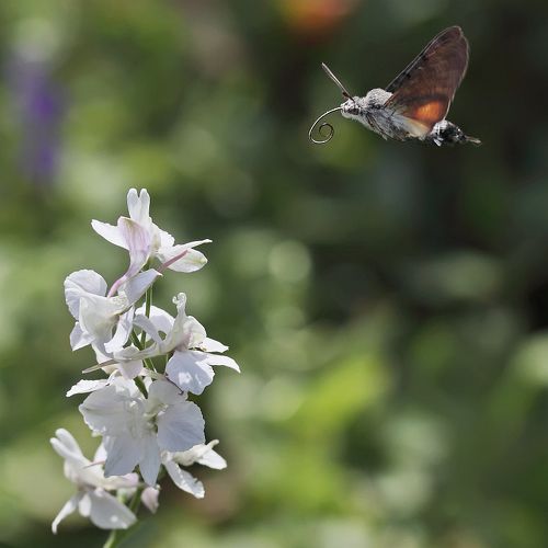 Полет бражника