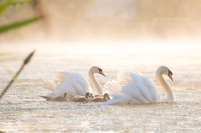 рассвет, лебедь, птицы, озеро Доброе туманное утро... фото превью