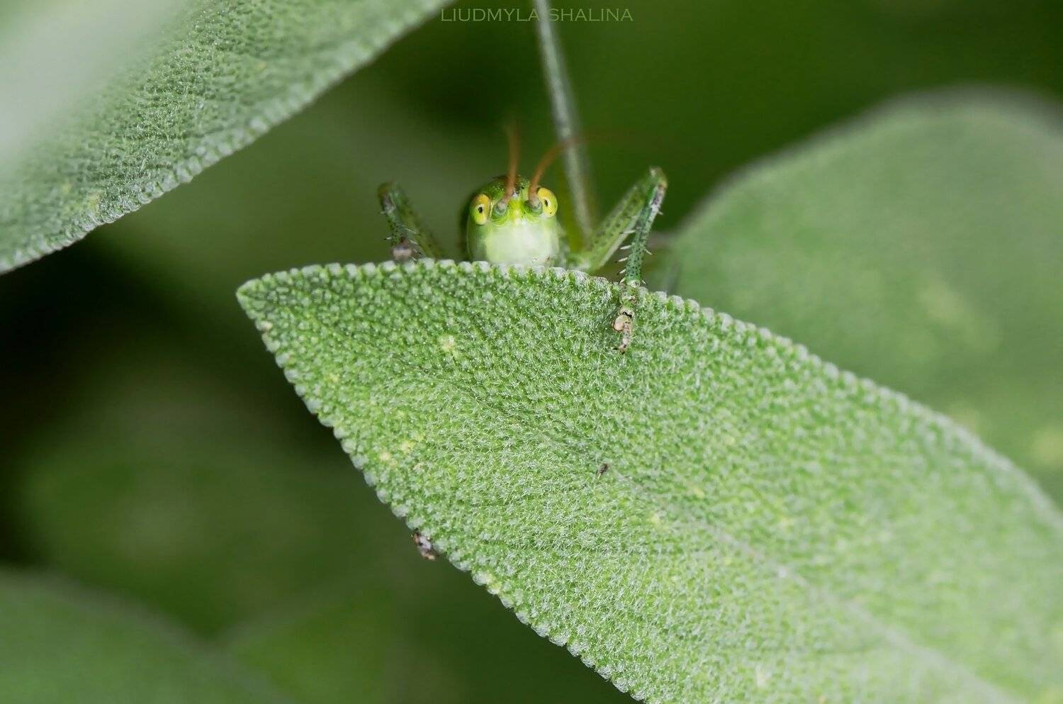 кузнечик , зелень , лето , глаза, Людмила Шалина