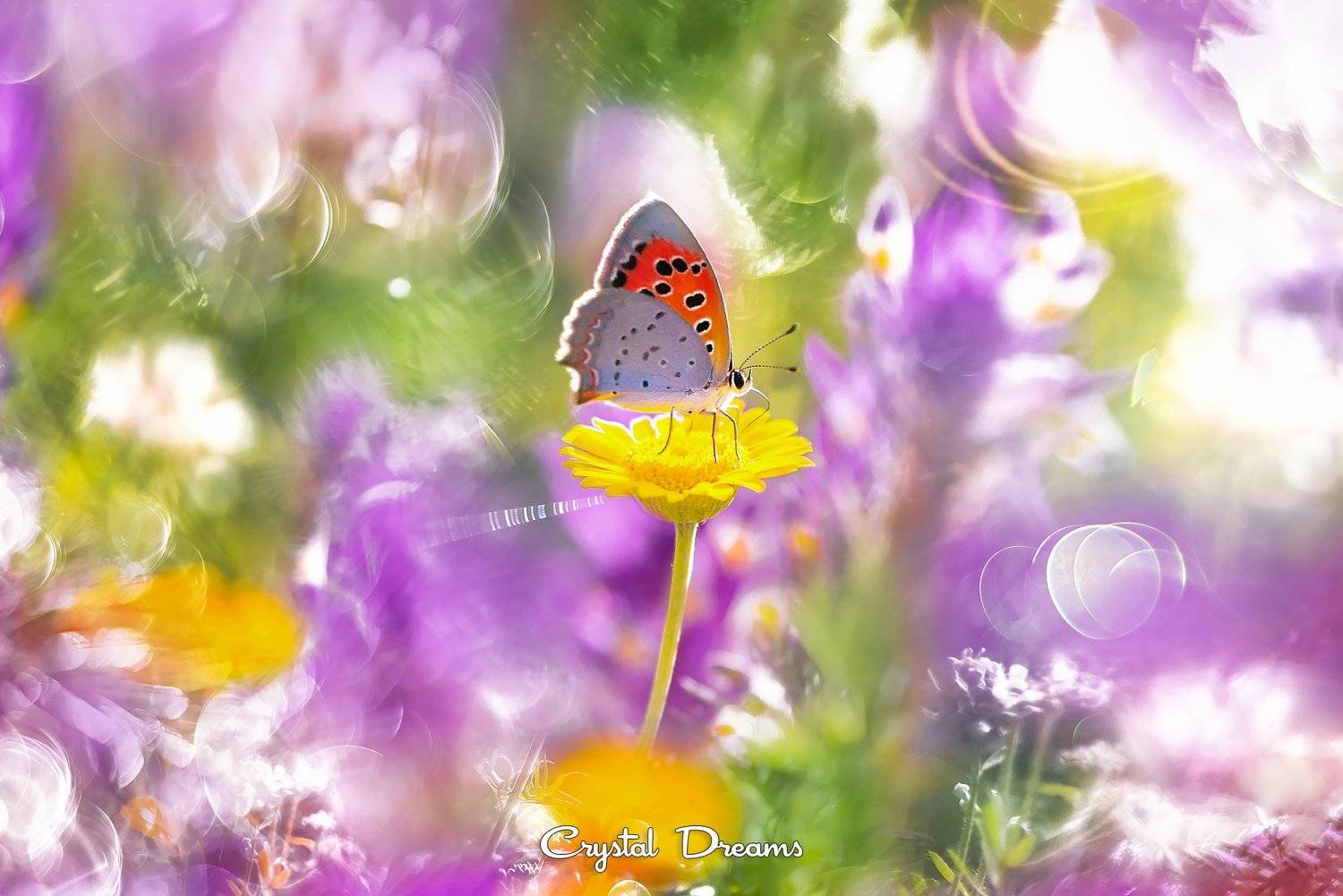 crystal dreams, macro, summer, color, art, nature, butterfly, Татьяна Крылова