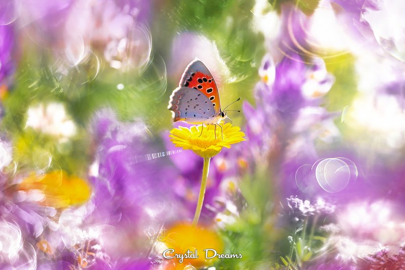 crystal dreams, macro, summer, color, art, nature, butterfly \