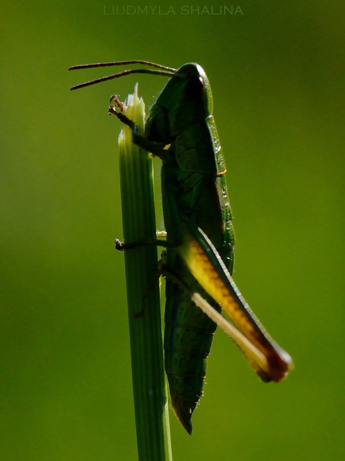 свет , тень , силуэт, Людмила Шалина