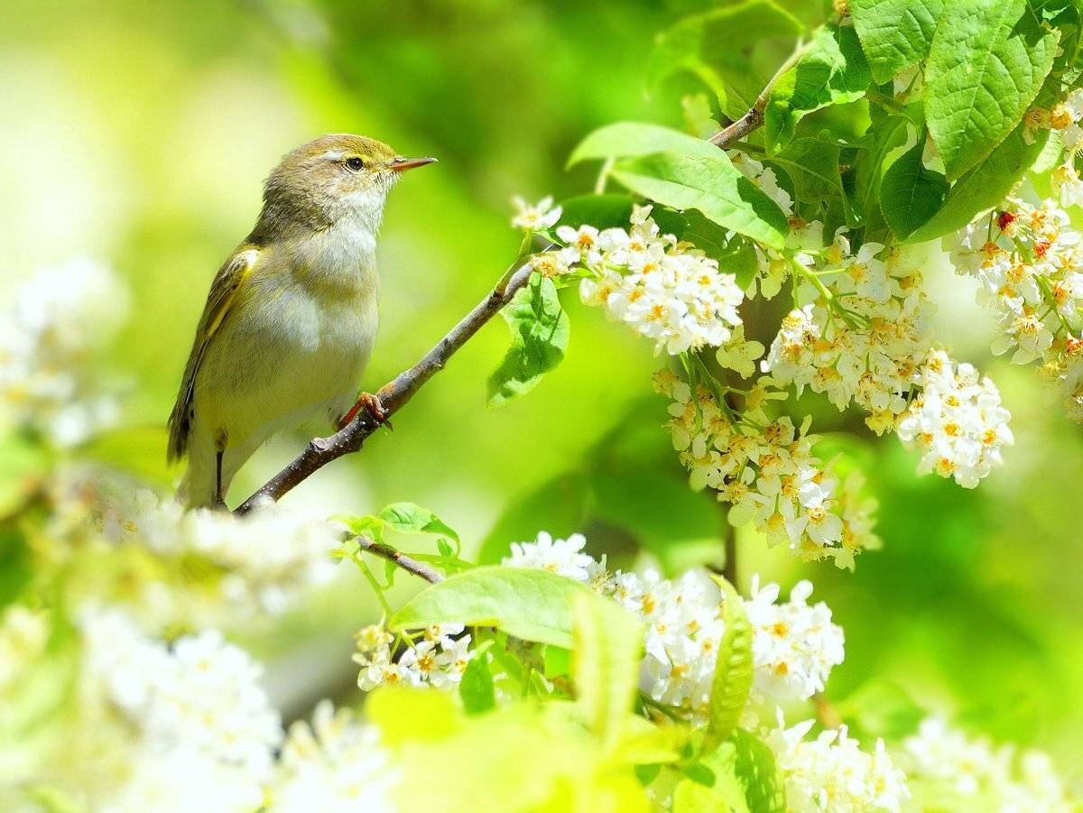 природа, фотоохота,  птицы, животные, весна, vladilenoff