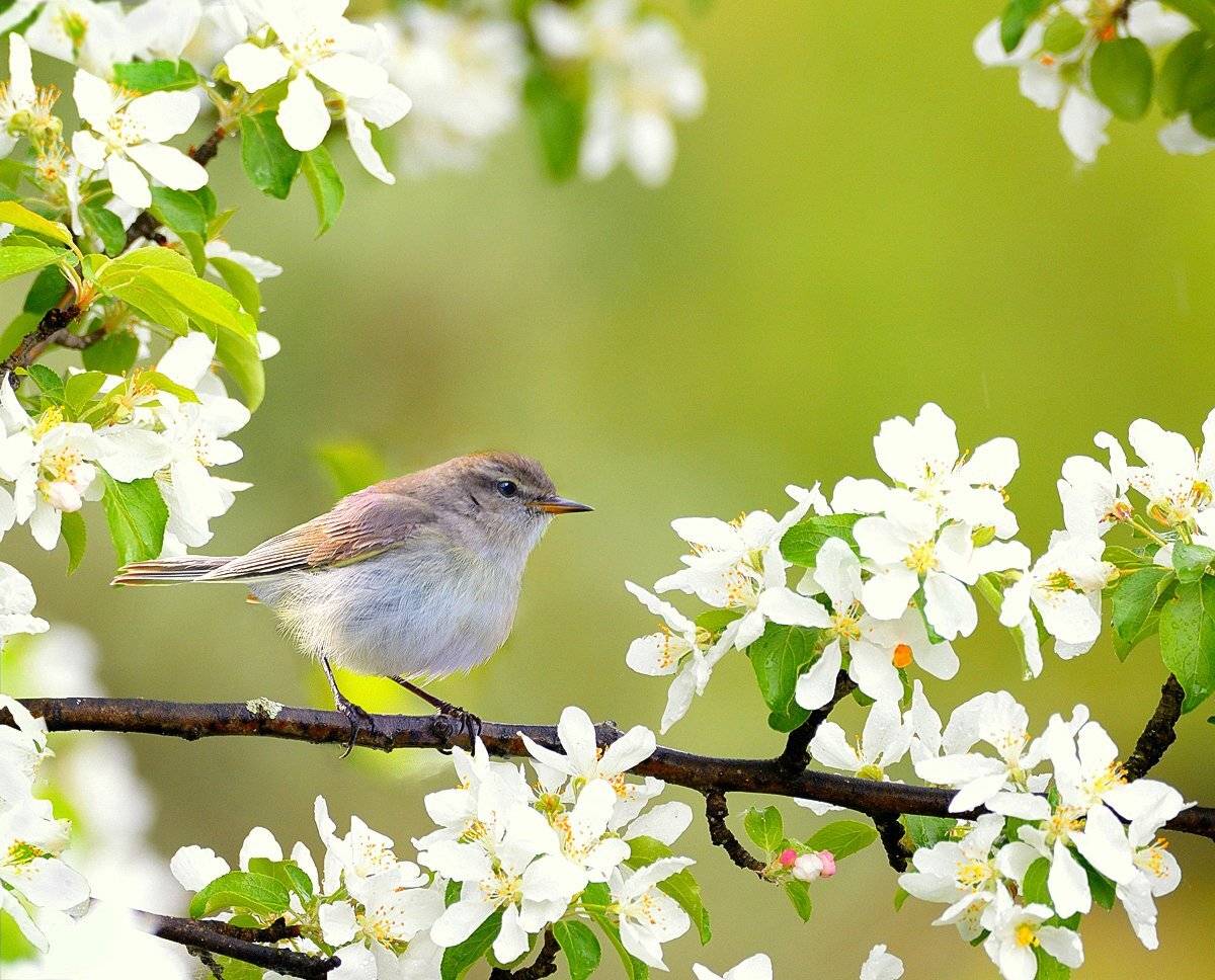 природа, фотоохота,  птицы, животные, весна, vladilenoff