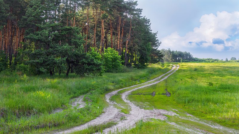 трава,свет,лес,деревья,облака,ветки,цветы,поле,небо *** фото превью