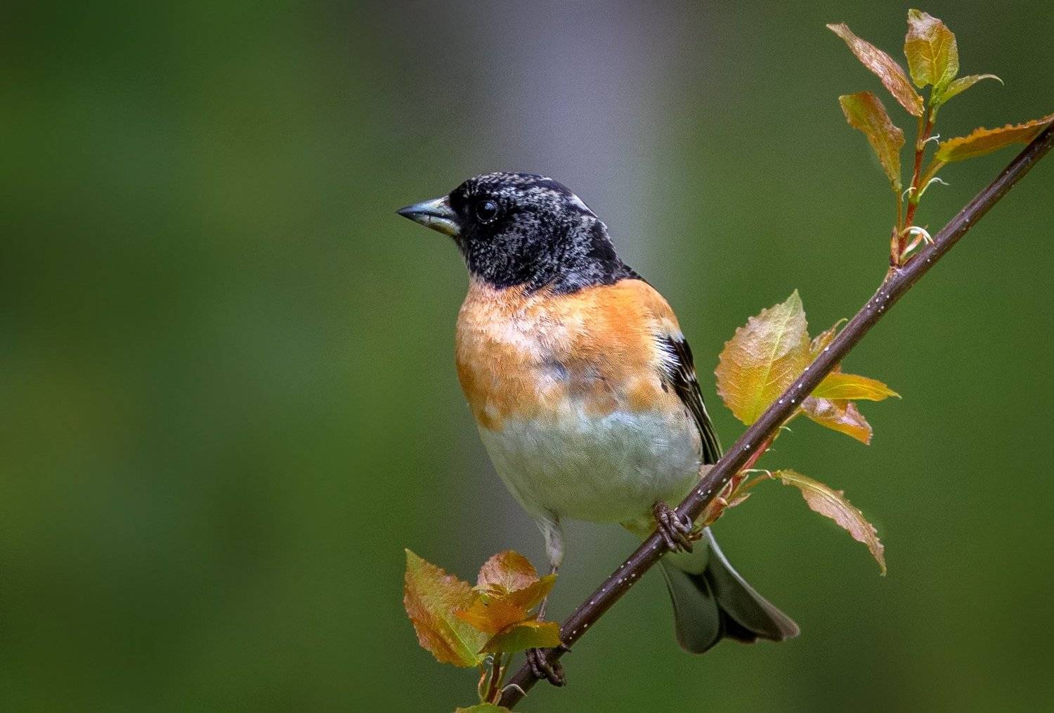 птицы,сеевер,вьюрок,коми,печора,анималистика,birds,seever,turukhtan ,komi,pechora,animalism,, Игорь Триер