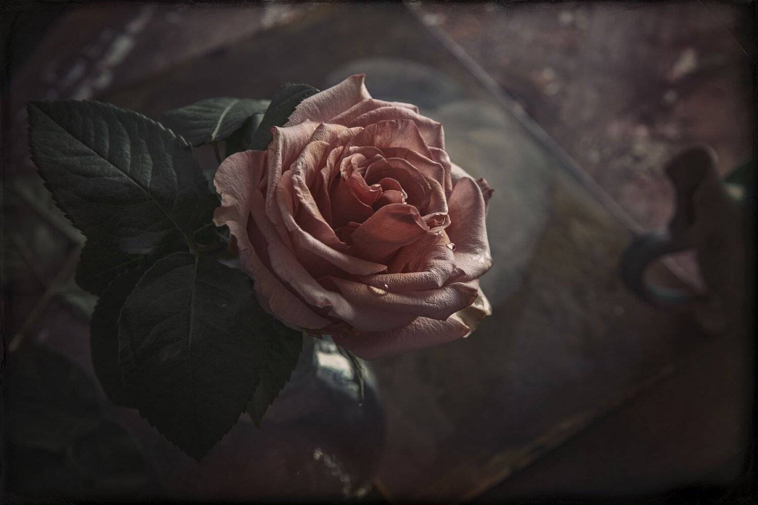 роза, цветок, цветы, ваза, листья, Игорь Токарев