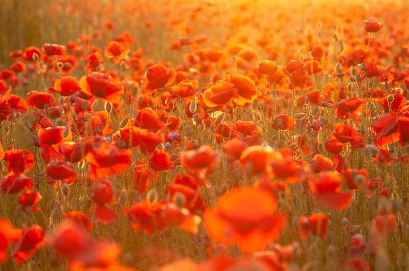 Крымский пейзаж на Псковской земле. фото превью