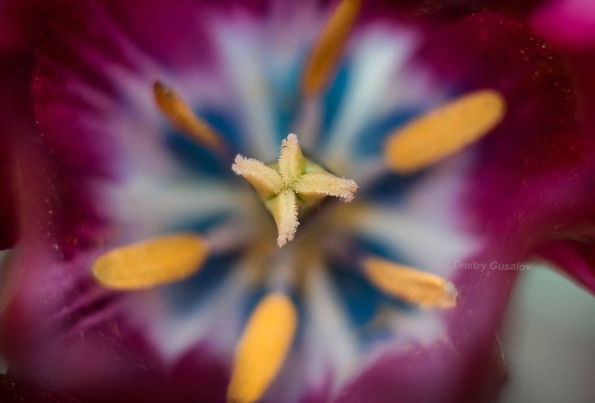 макро, природа, весна, макросъёмка, макрофотография, растение, цветы, жизнь, макромир, Дмитрий Гусалов