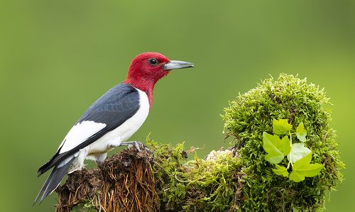 Red-headed woodpecker -Красноголовый меланерпес