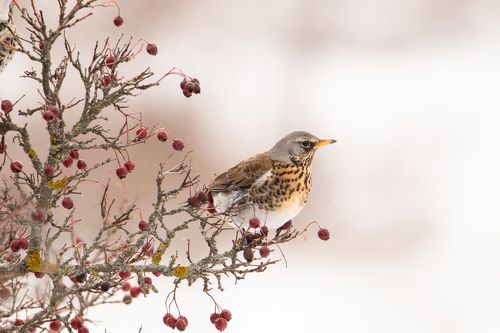 Портрет рябинника