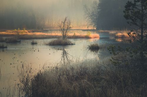 Morning on marshland