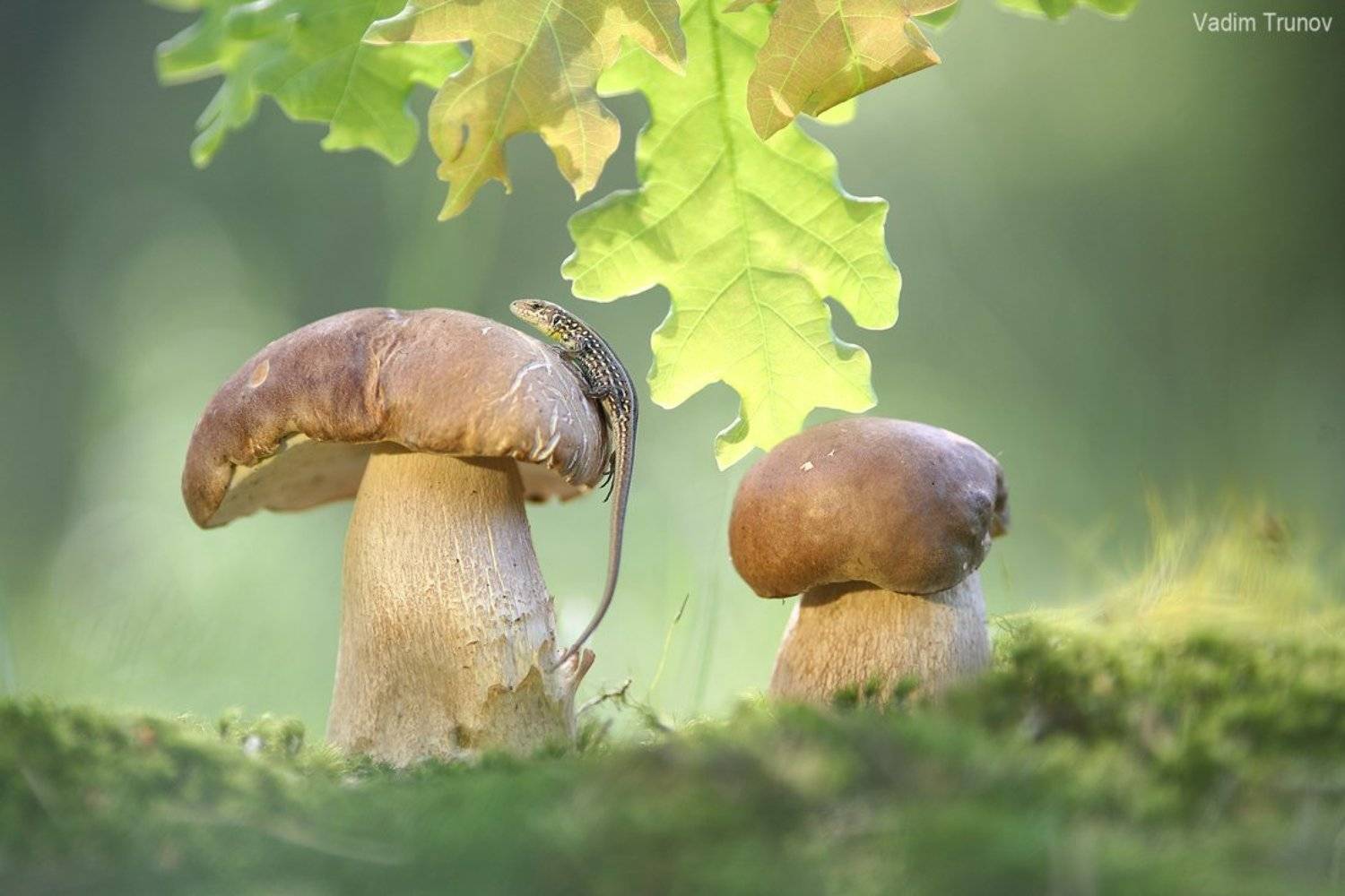 , Вадим Трунов