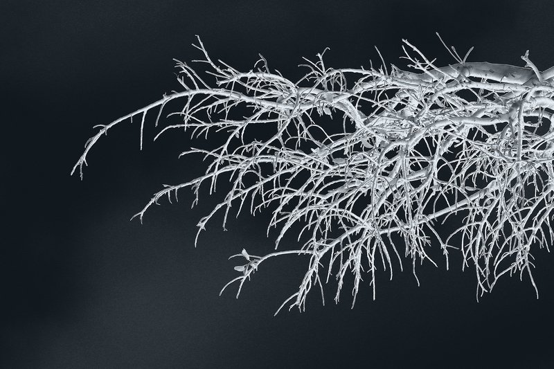 tree #42 фото превью