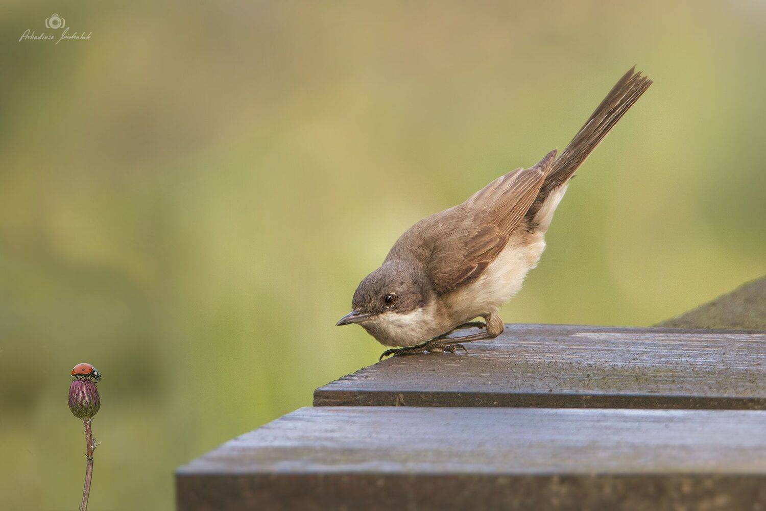 , Arkadiusz Michalak