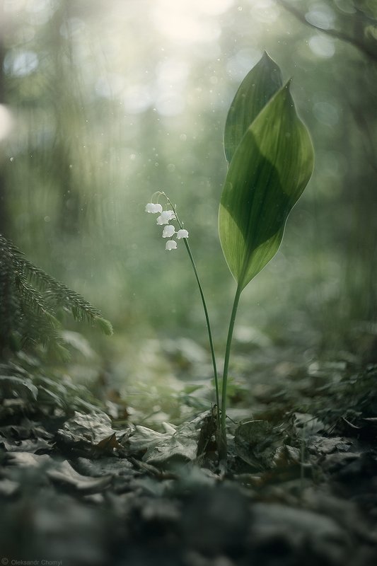 Perpetual Light
