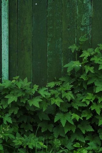 Зелёная тема.