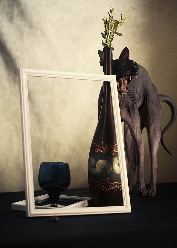 кошка, сфинкс, цвет, портрет, кошка-модель, животные позируют Претензия фото превью