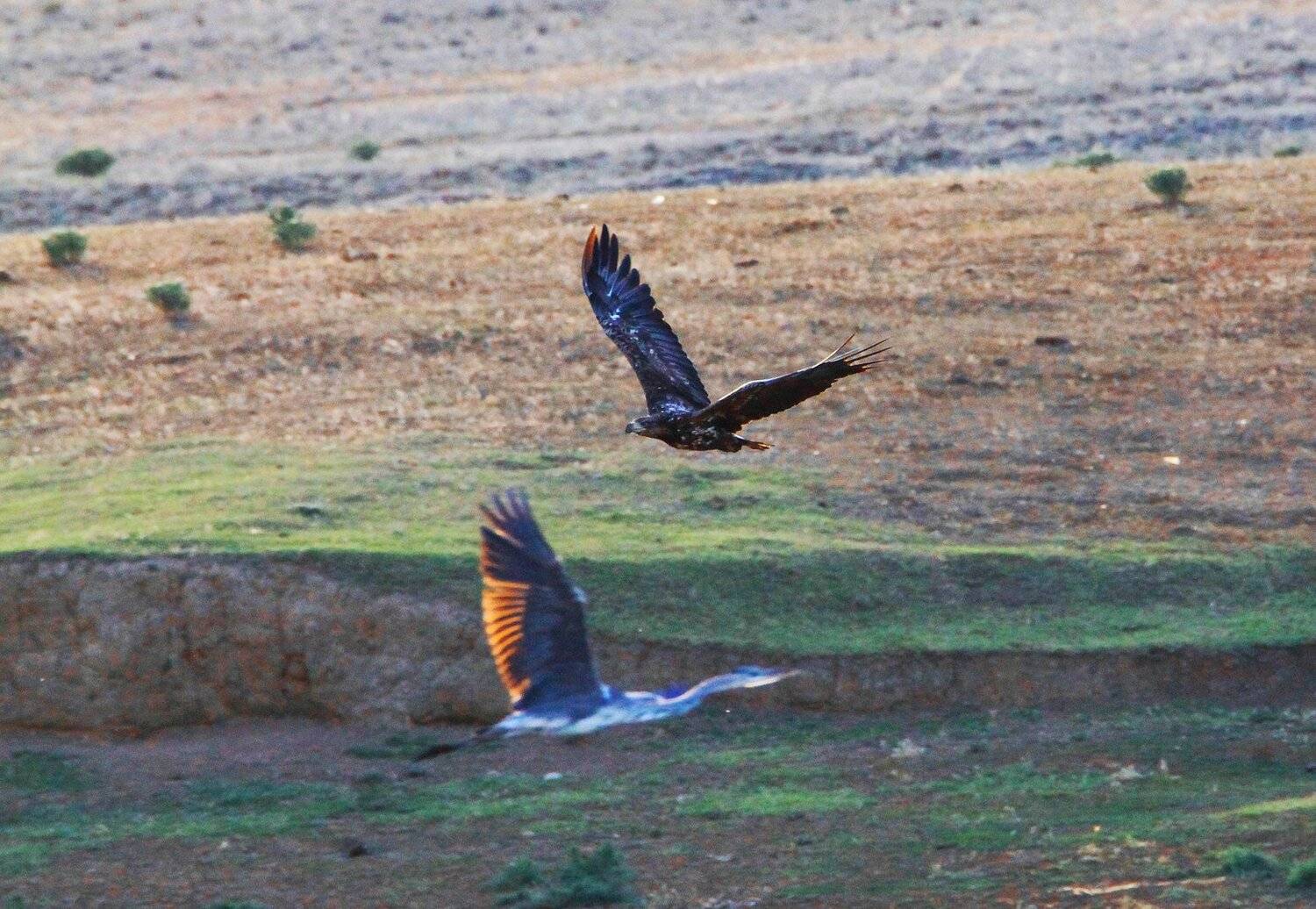 орёл,беркут,цапля,серая цапля птицы,хищные птицы., Marat Magov