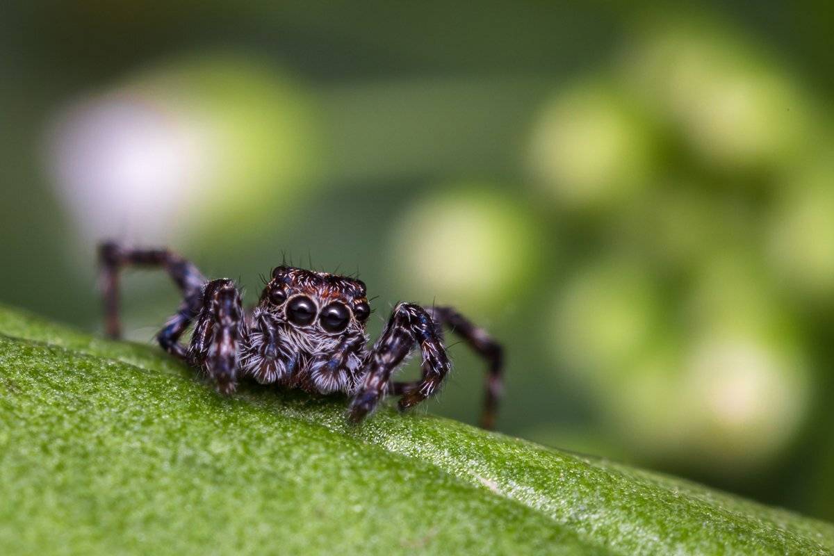 паук, пушистый, глаза, лапки, милота, Вячеслав Мельников