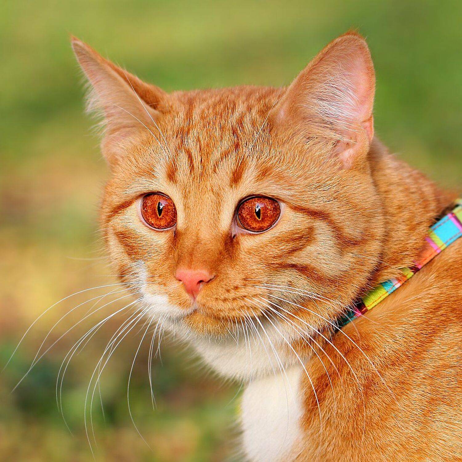 животное, животные, кошки, коты, портрет, голова, cats, portrait, head, animals, Дмитрий Салтыков