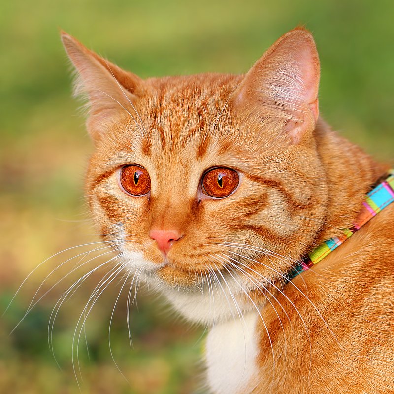 животное, животные, кошки, коты, портрет, голова, cats, portrait, head, animals Огненный демон... фото превью