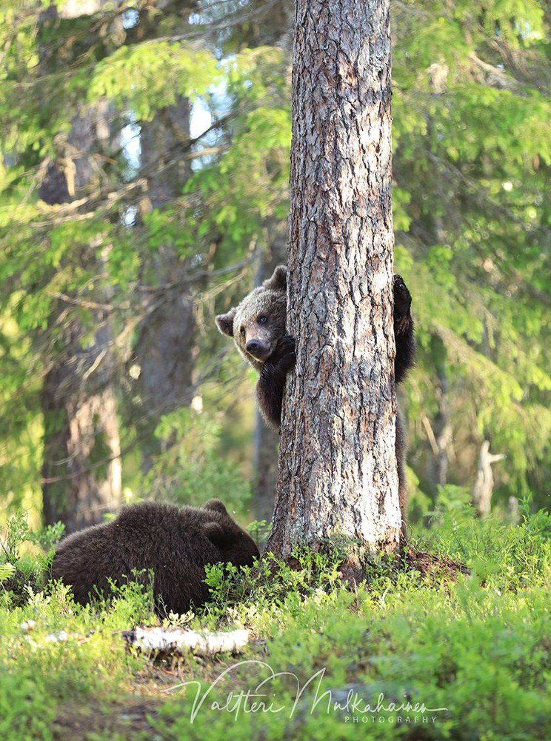 , Valtteri Mulkahainen