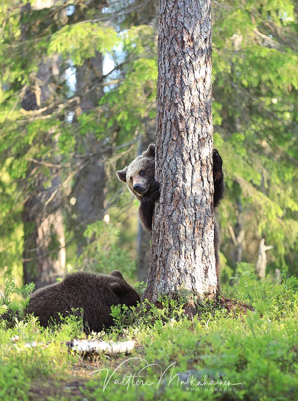 Братан, мне кажется, это был не наш мёд ... фото превью