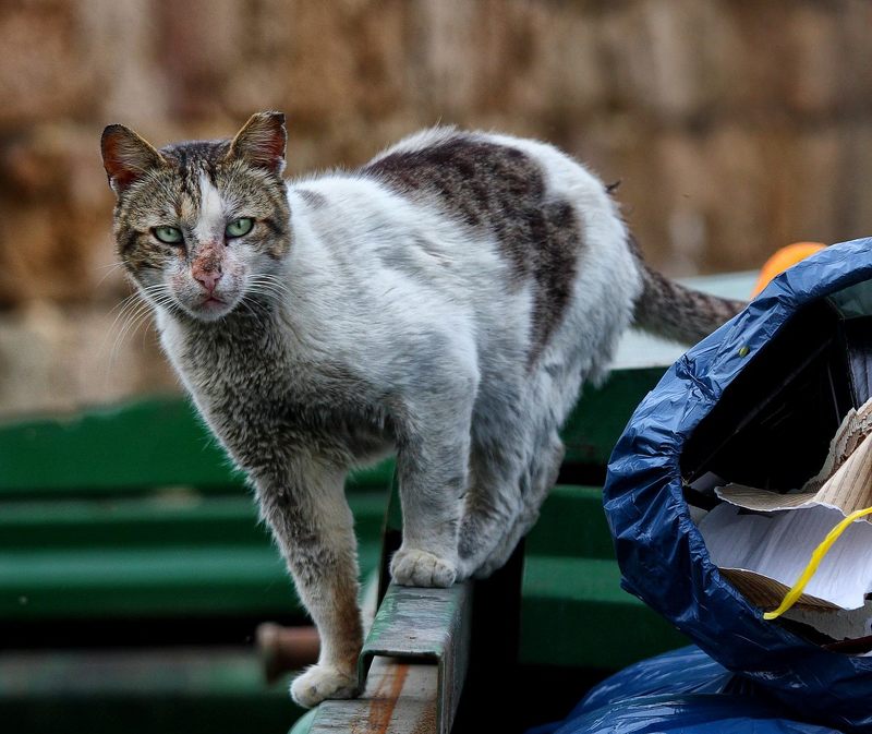 Хозяин мусорного контейнера фото превью