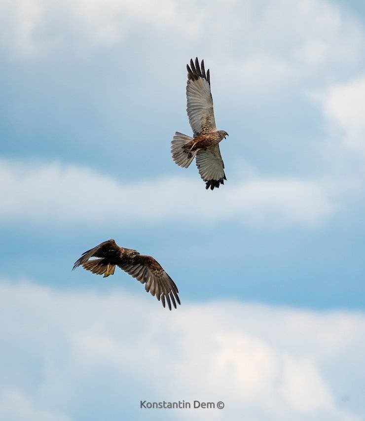 , Константин Дэм