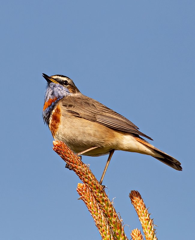 птицы,сеевер,варакушка,коми,печора,анималистика,birds,seever,turukhtan ,komi,pechora,animalism, Встречая рассвет фото превью