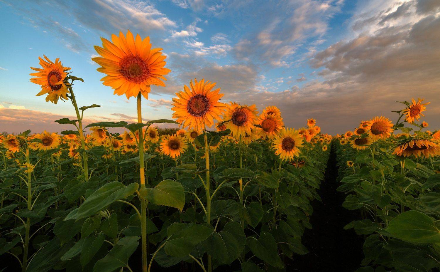 лето, Alexander Plekhanov