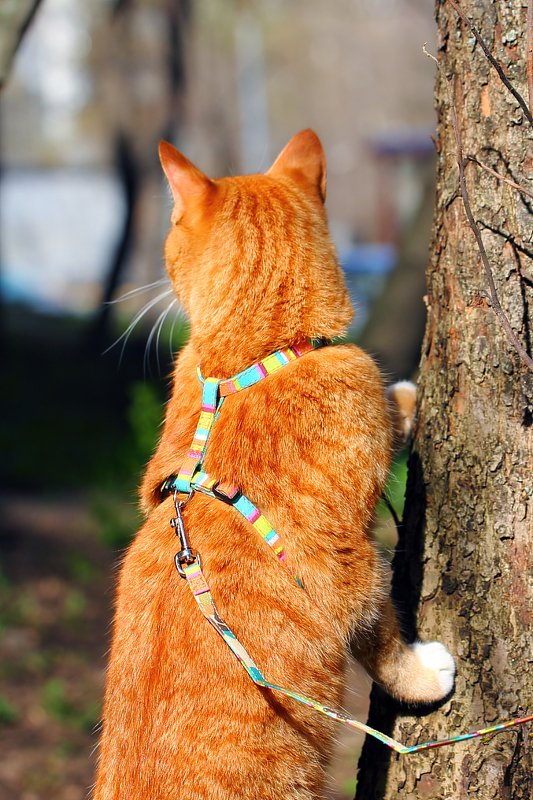 животное, животные, кошки, коты, прогулка, любопытство, cats, walk, curiosity, animals Открытие нового мира... фото превью