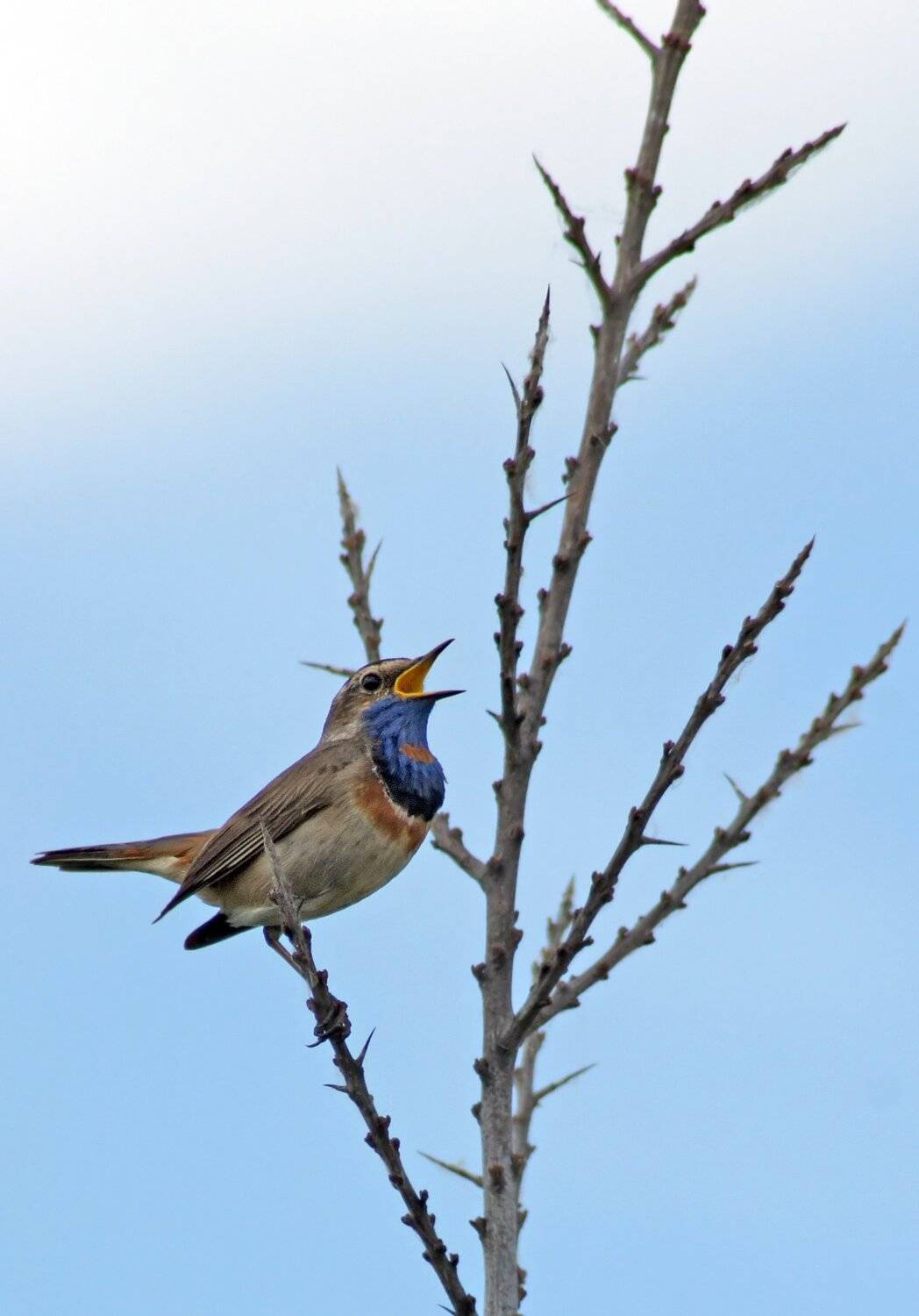 , Чепленко Алексей