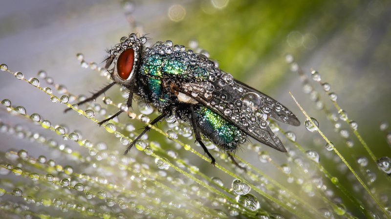 Чистая муха... фото превью